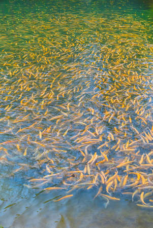 Adult amber trout fish in an artificial pond. School of fish in trout farm. Bright yellow and orange fish. Breeding of trout for food industryの写真素材