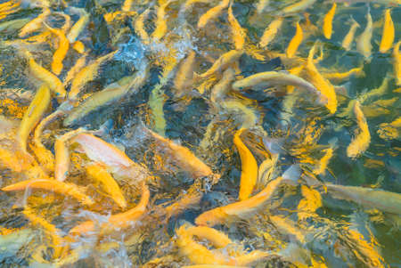Close up of adult amber trout fish in an artificial pond. School of fish in trout farm. Bright yellow and orange fish. Breeding of trout for food industryの写真素材