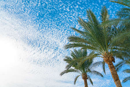 Beautiful green palm trees against the blue sunny sky with light clouds background. Tropical wind...