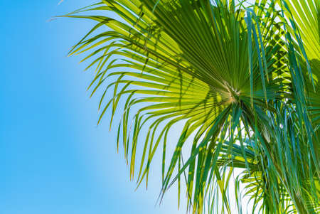 An image of two nice palm trees in the blue sunny skyの写真素材