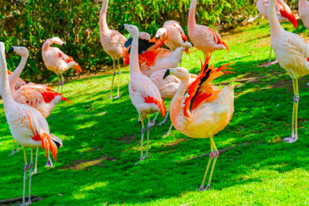 Closeup of beautiful flamingos group walking on the grass in the park. Vibrant bird on a green lawn on a sunny summer day. Flamingo elegant walkingの写真素材