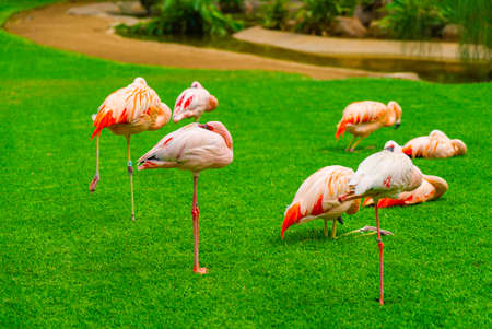 Group of beautiful flamingos sleeping on the grass in the park. Vibrant birds on a green lawn on a sunny summer day. Flamingo resting standing on one legの写真素材