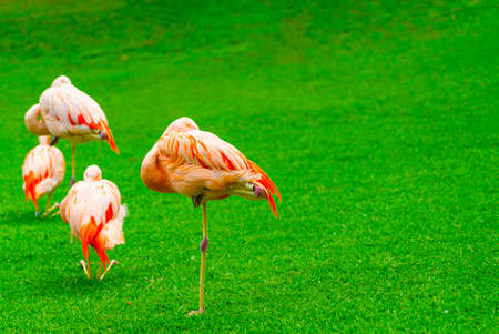Closeup of beautiful flamingos group sleeping on the grass in the park. Vibrant birds on a green lawn on a sunny summer day. Flamingo resting standing on one legの写真素材