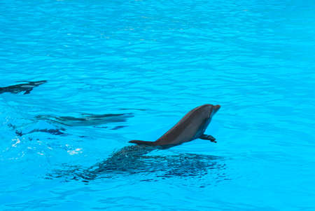 Group of dolphins swim in the blue water. Closeup of dolphin heads. Intelligent mammal in the pool....