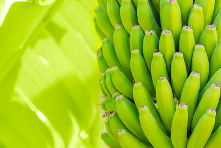 Grenn bananas on a palm. Cultivation of fruits on Tenerife island plantation. Young unripe banana with a palm leaves in shallow depth of field. Closeupの写真素材