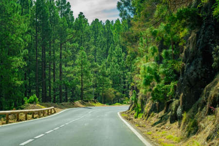 Winding road in a mountain forest. Bright green forest and bright sun shineの写真素材