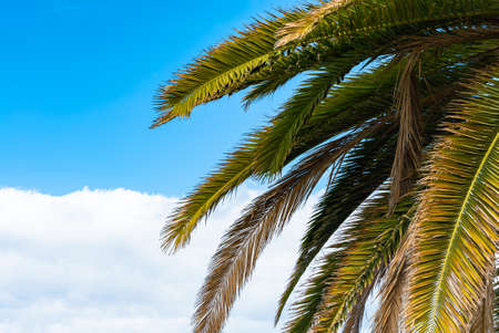 Beautiful green palm trees against the blue sunny sky with light clouds background. Tropical wind blow the palm leavesの写真素材