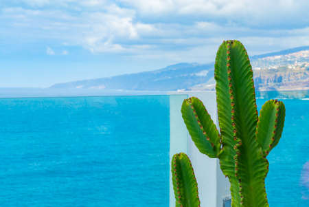 Cactus growing on the balcony behind glass railing over the ocean. Sea with small waves on the background.の写真素材