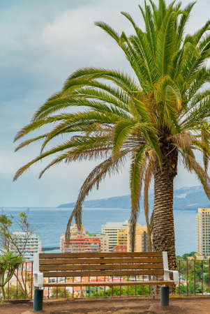 Beautiful green palm tree with a bench on a cliff against the city below and blue sunny sky background. Puerto de la Cruz, Tenerife, Spain.の写真素材