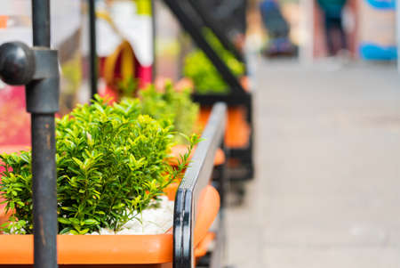 Closeup of street flowers and sidewalk on a street in Puerto de la Cruz, Tenerife, Canary islands, Spainの写真素材