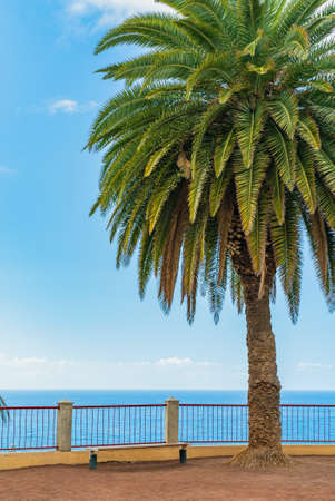 Beautiful green palm tree on a cliff against the blue sunny sky background. Puerto de la Cruz, Tenerife, Spain.の写真素材