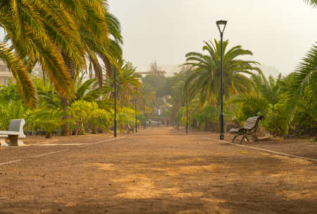 Promenade alley in a public park covered with sand storm, calima. Tenerife, Spain.