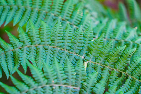 Closeup of fern leaves with soft focus on a sunny day