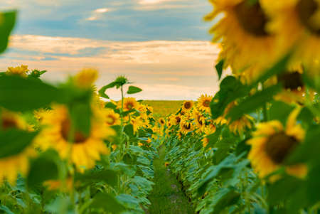 Sunflower field with a sunset on background. Vibrant summer scenic landscape.