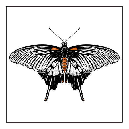 Vecor butterfly. Abstract insect silhouette black and white illustration.のイラスト素材