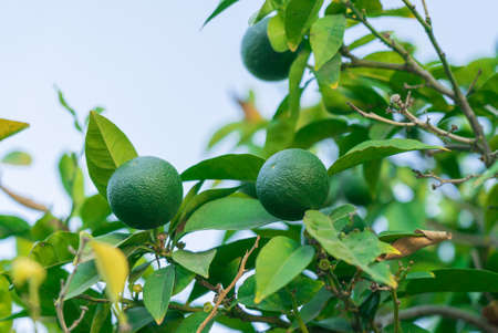 Green tangerines on a branch on blue sky background. Cyprus mandarines.