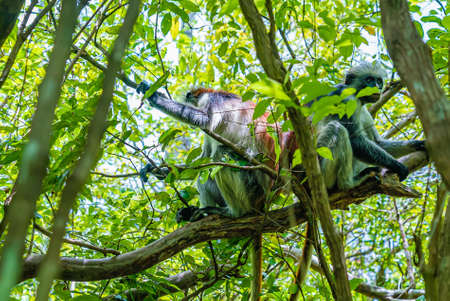 Photo of Red Colobus monkey copulating on the branch. Zanzibar, Tanzania. Piliocolobus tephrosceles.