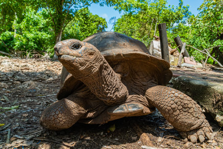 Aldabra giant tortoise, Turtle in Zanzibar, Tanzaniaの写真素材
