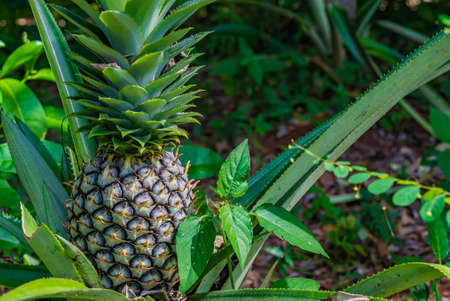 Close up of pineapple fruit on plantation of tropical fruit