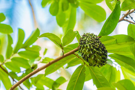 Close up of soursop, guanabana, graviola exotic fruit hanging from tree and covered with antsの写真素材
