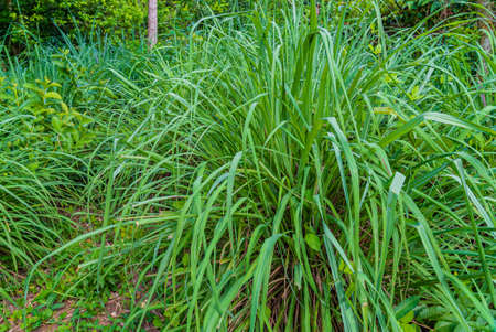 Lemongrass bush, Cymbopogon, grow on a farm in Zanzibar, Tanzania.の写真素材