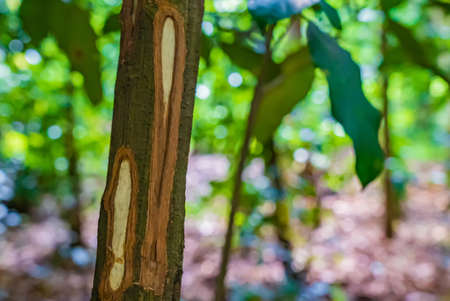 Cinnamon tree trunk with bark cut in the tropical forest, Zanzibar, Tanzania.