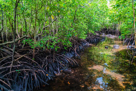 Small river in Mangrove forest, Zanzibar. Tropical forest in mud. Jozani forest.の写真素材