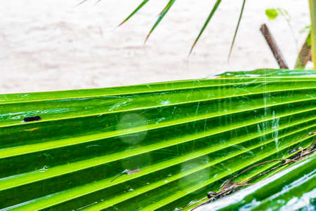 Rain drop on palm leaf. Close up.の写真素材