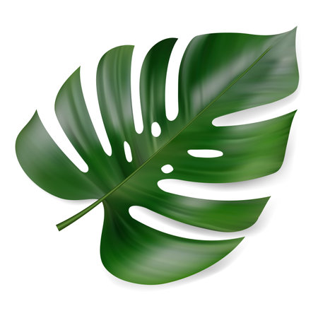 Monstera Deliciosa plant leaf from tropical forests isolated on white background.のイラスト素材