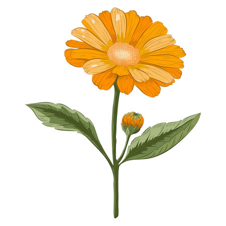Calendula Plant Colored Detailed Vector Illustrationのイラスト素材