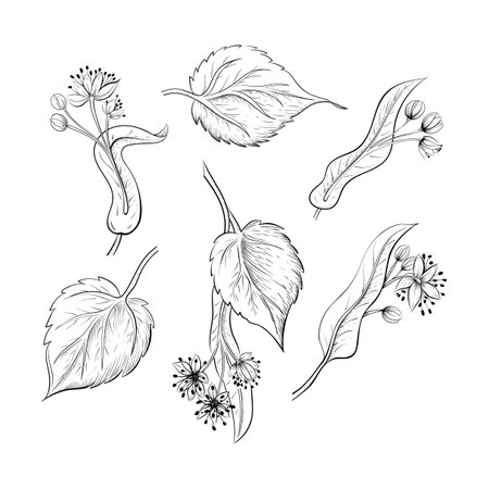 Set of hand-drawn linden flowers outline vector illustration, botanical sketch on white backgroundのイラスト素材