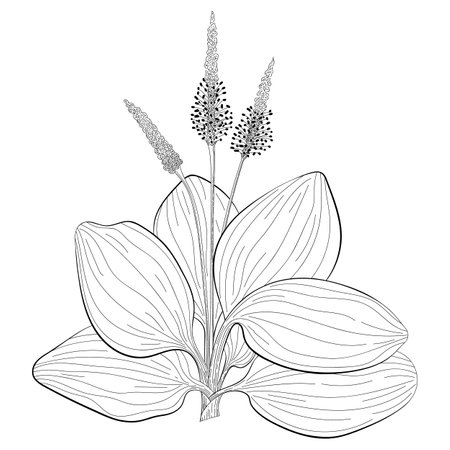 Hand-drawn Plantain flower outline vector illustration, botanical sketch on white backgroundのイラスト素材