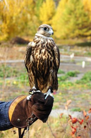 falcon on a hand of the hunter with a stareの写真素材