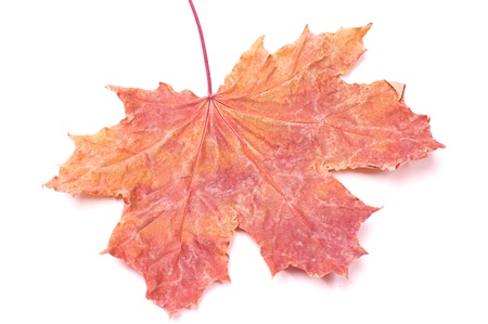 Close-up of a perfect red maple leaf isolated on pure white background