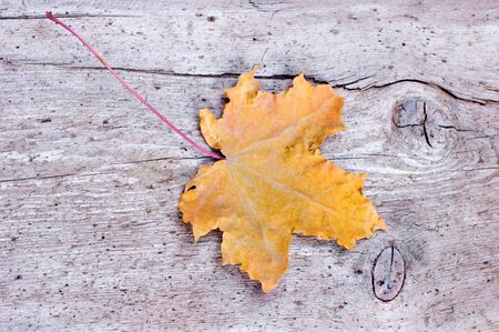Background from structure of ancient wood with yellow autumn sheetの写真素材