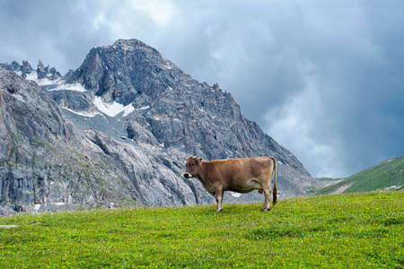 Cow grazed highly in mountains on water meadowsの写真素材