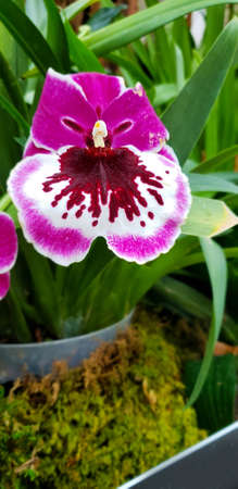 orchid flower close up in the garden. Tropical plantの写真素材