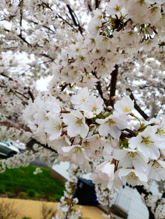 Blooming Apple tree close-up. Beautiful flowers in the garden
