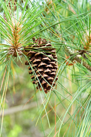 spruce cone in natural environment on a tree close-up.