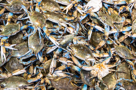 many blue crabs in the seafood market. View from above. Background.の写真素材