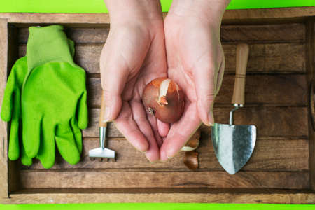 The gardener's hands hold a tulip bulb. preparing flower bulbs for the spring season.
