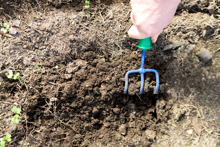 The gardener's hand works the soil with a rake. close up.