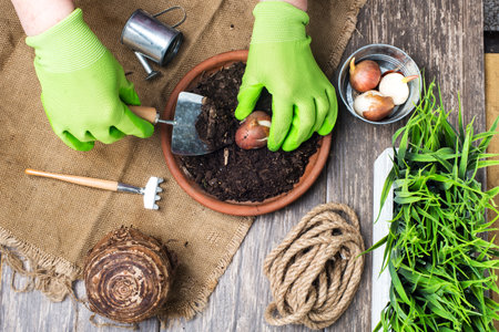 Gardener's hands holding bulbs. preparing flower bulbs for the spring season. top view.の写真素材