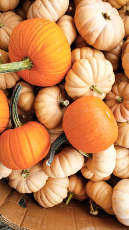 Pumpkins in various shapes and colors at autumn farmers market for Thanksgivingの写真素材