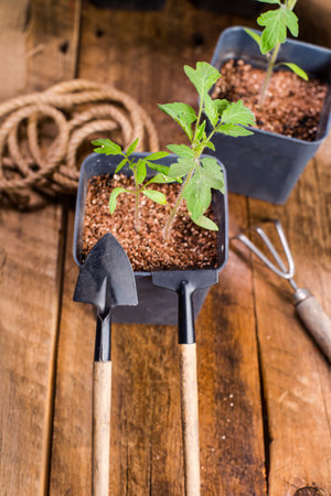 Seedlings grown in pots are ready for planting in the ground. Close-up, selective focus, space for text.の写真素材
