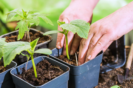 woman Farmer planting young seedlings in the ground. Spring is the time of seedlings and seedlings.