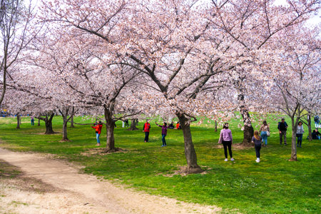 Washington Citizens and Visitors Celebrate Cherry Blossom in the Tidal Pool at the Jefferson Memorialのeditorial素材