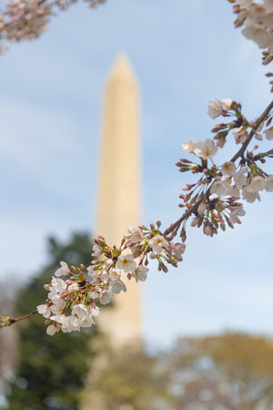 Cherry blossom branch in front of the Washington Monument during Japanese cherry blossom season in Washington DCの写真素材