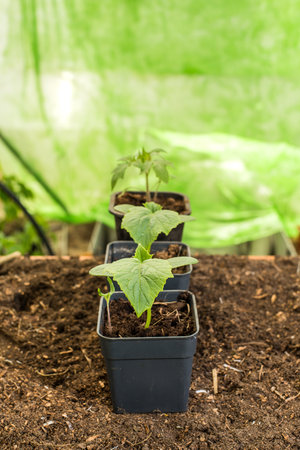Potted seedlings produce the first leaf. Season of preparation for spring planting. Macro, selective focus, blurred background.の写真素材