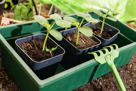 Young seedlings in pots. Season of preparation for spring planting. Macro, selective focus, blurred background. Space for text.の写真素材